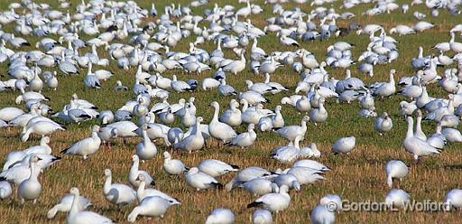 Snow Cover_73531.jpg - Snow Geese (Chen caerulescens) photographed in the Bosque del Apache National Wildlife Refuge near San Antonio, New Mexico, USA.